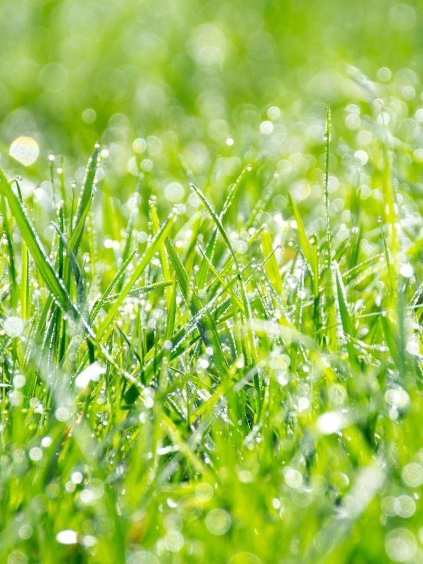 pexels-asphotography-96617 pexels-asphotography-96617